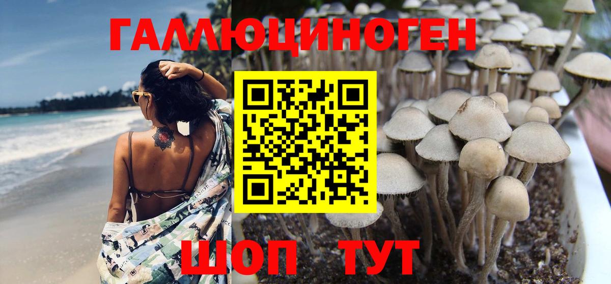Истра  Галлюциногенные грибы MAGIC MUSHROOMS  Вход с VPN 